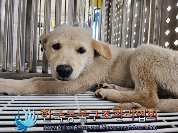 한국동물구조관리협회_441409202401519